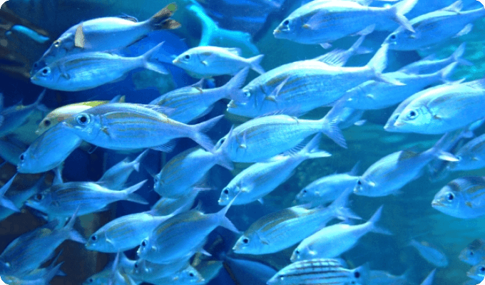 Shinagawa Aquarium